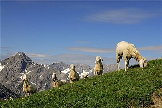 家羊,绵羊,山地牧场,全景,山峰,山谷,奥地利,欧洲