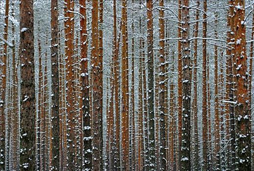 单调,积雪,松树,树林,冬天
