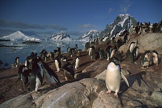 阿德利企鹅,群,南极半岛