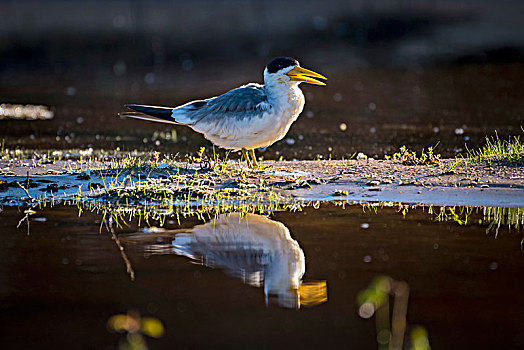 燕鸥,站立,水,潘塔纳尔,南马托格罗索州,巴西,南美