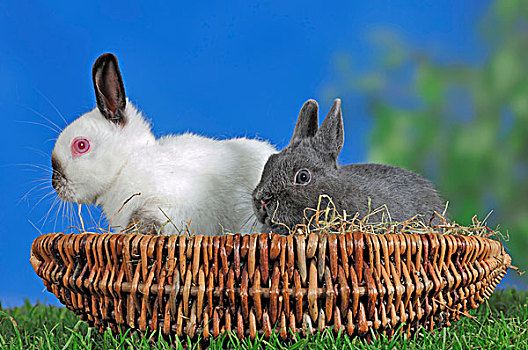 黑色,矮小,兔子,兔豚鼠属,篮子