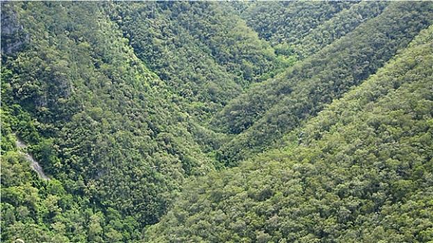 树林,山,澳大利亚