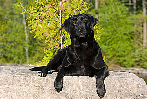 黑色拉布拉多犬,狗