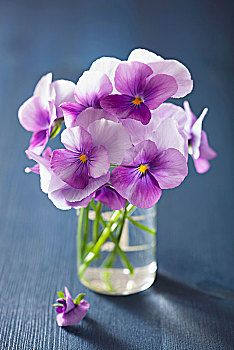 紫色,堇菜属,水杯
