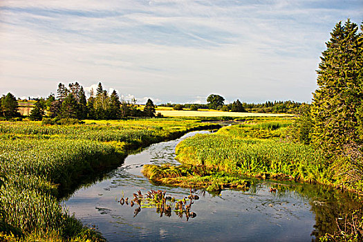 溪流,湾,爱德华王子岛,加拿大