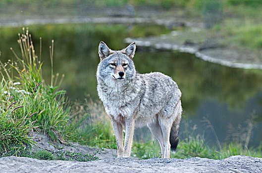 肖像,丛林狼,站立,夏天,绿色,草,犬属,阿拉斯加野生动物保护中心,阿拉斯加,美国