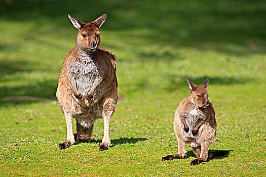 袋鼠,岛屿,西部,灰色,成年,南澳大利亚州,澳大利亚