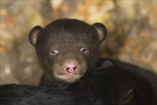 黑熊,美洲黑熊,3星期大,幼兽,棕色,阶段,眼睛,母兽
