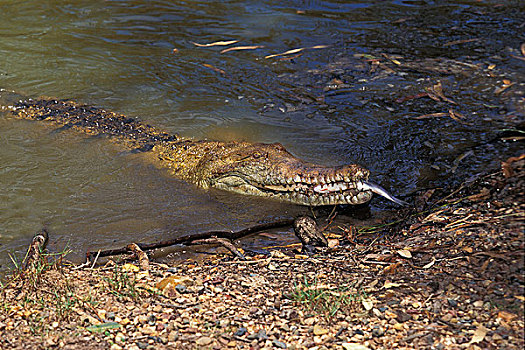 澳大利亚人,淡水,鳄鱼,成年,澳大利亚