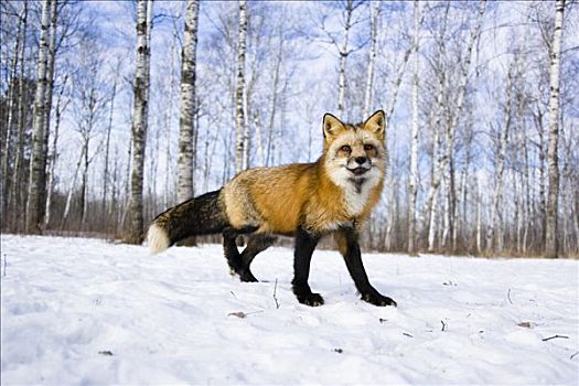 肖像,红狐,明尼苏达,美国