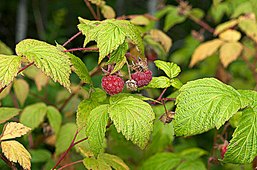 野外,红色树莓,悬钩子,苏必利尔湖,北方针叶林,安大略省,加拿大