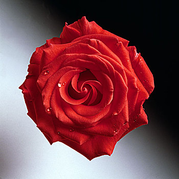 露珠,红玫瑰,花