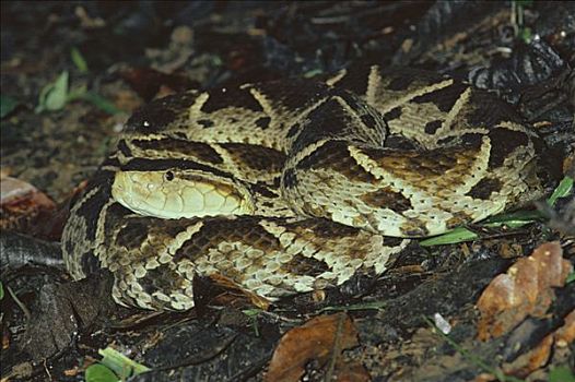 蛇,两个,长,有毒,盘绕,雨林,地面,哥斯达黎加