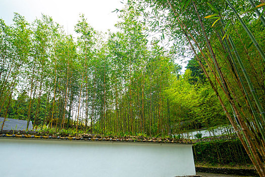 台湾宜兰县森林高山湖泊明池,翠绿的竹林与瓦墙