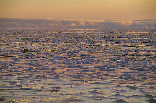 加拿大,曼尼托巴,北极熊,走,海冰