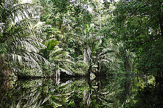 棕榈树,丛林,植物,反射,帕尔玛,运河,国家公园,柠檬,省,哥斯达黎加,北美