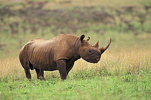 肯尼亚,黑犀牛
