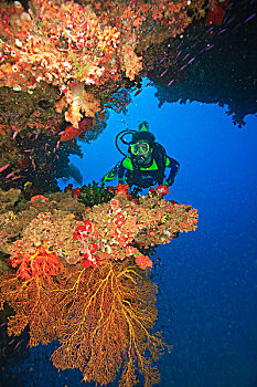 潜水,靠近,大,软,水下,拱形,贝卡岛,南方,维提岛,斐济,南太平洋
