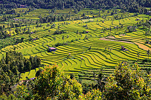 稻田,稻米梯田,中心,巴厘岛,印度尼西亚,亚洲