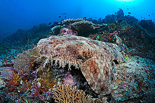 上方,珊瑚礁,四王群岛,伊里安查亚省,西巴布亚,印度尼西亚,亚洲