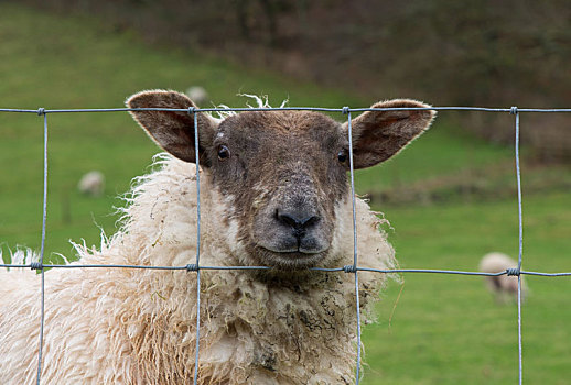 绵羊,看穿,栅栏