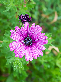 紫色,湿,花瓣,高处,一个,许多,南非万寿菊