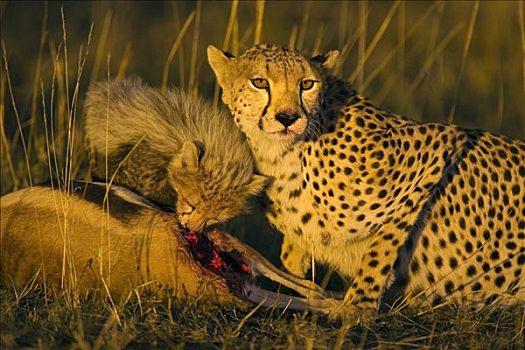 印度豹,猎豹,母兽,星期,老,幼兽,杀,日落,马赛马拉,自然保护区,肯尼亚