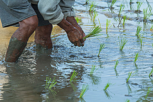 印度尼西亚,巴厘岛,种植,稻米,幼苗,洪水,稻田,靠近,乌布