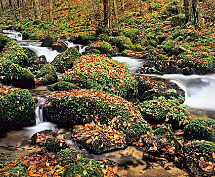 溪流,秋天,靠近,树林,黑森林,巴登符腾堡,德国,欧洲