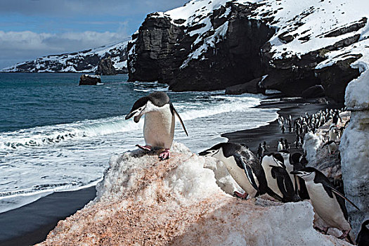 南极,南设得兰群岛,帽带企鹅,阿德利企鹅属,欺骗岛