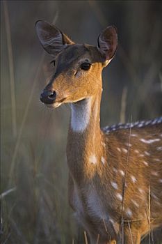 轴,鹿,花鹿,雌性,肖像,四月,干燥,季节,班德哈维夫国家公园,印度