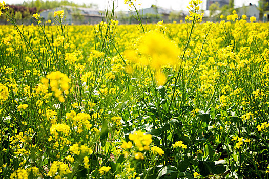 临沂兰陵国家农业公园油菜花田