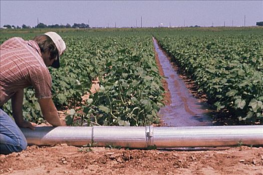 灌溉,大豆,地点,德克萨斯
