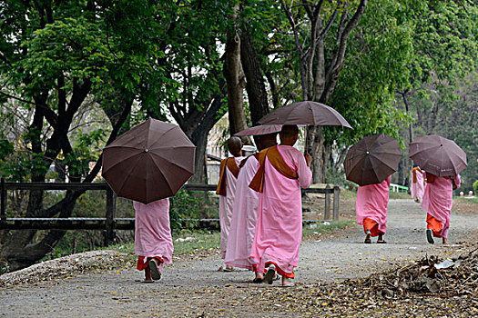 亚洲,缅甸,女僧侣