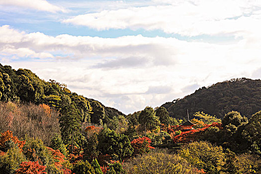 日本京都红叶