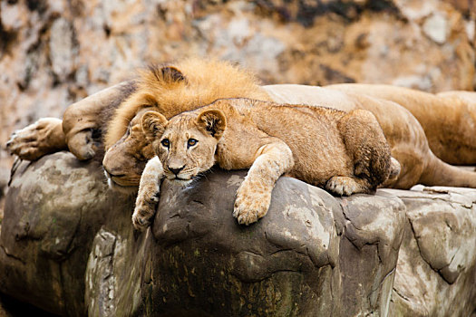 狮子,休息,上面,石头