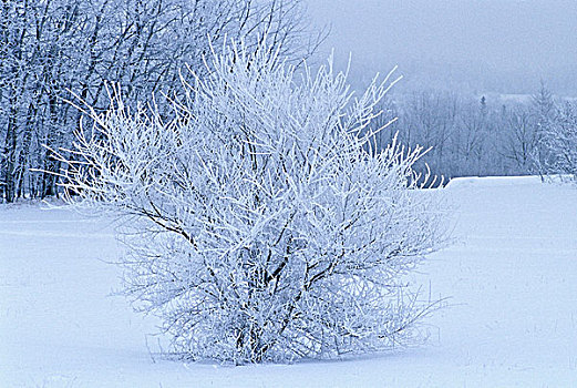 白霜,冬天,景色,曼尼托巴,加拿大