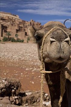 骆驼,靠近,峡谷,摩洛哥