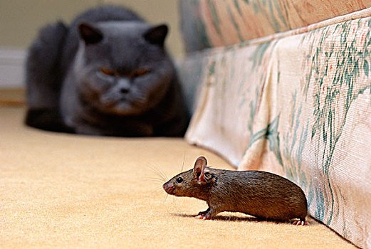 家猫,家鼠,猫,看,地毯,家具