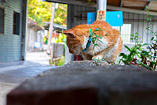 台湾观光景点猴硐猫村,猫村小路上的可爱的猫猫