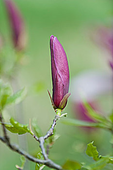 木兰,花蕾