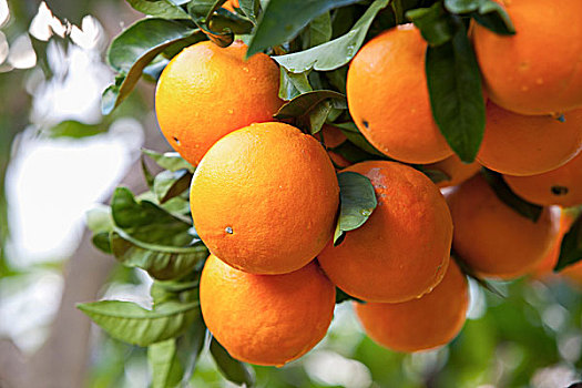 特写,橘子,橘树,马略卡岛,西班牙
