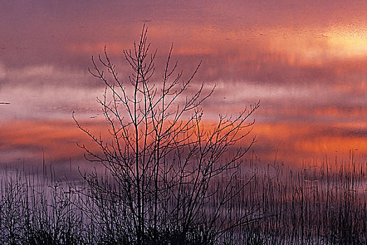 兔子,湖,日出,靠近,苏人,安大略省,加拿大