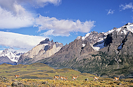 原驼,牧群,地标,背景,智利,驯服,喇嘛,羊驼,南美