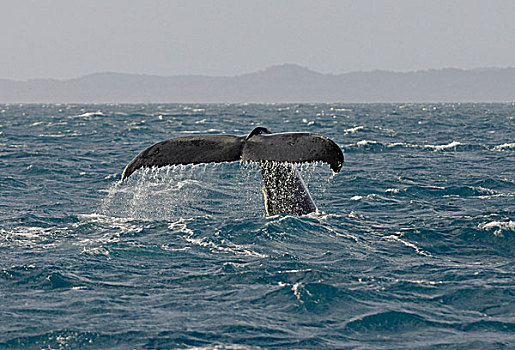 尾部,鳍,驼背,鲸,正面,岛屿,赫维湾,昆士兰,澳大利亚