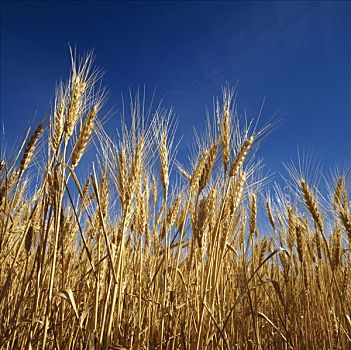 小麦,就绪,丰收,特写