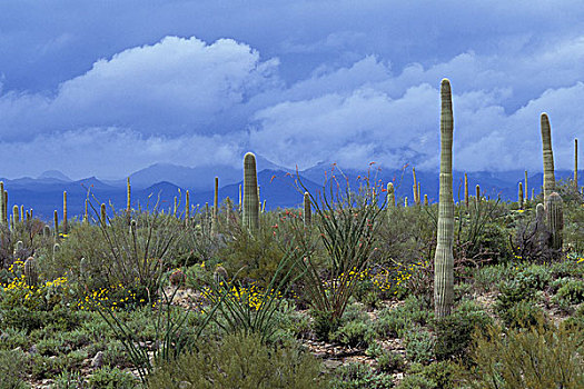 美国,亚利桑那,萨瓜罗国家公园,索诺拉沙漠,巨柱仙人掌