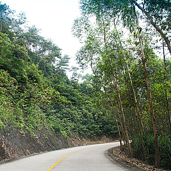 乡村,道路,树