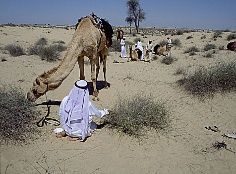 聚会,护理,骆驼,沙漠