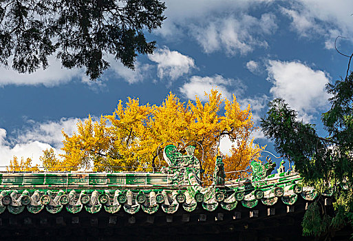 北京西山大觉寺古银杏